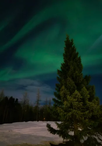 Green northern lights over a snowy field and an evergreen tree in Iceland.