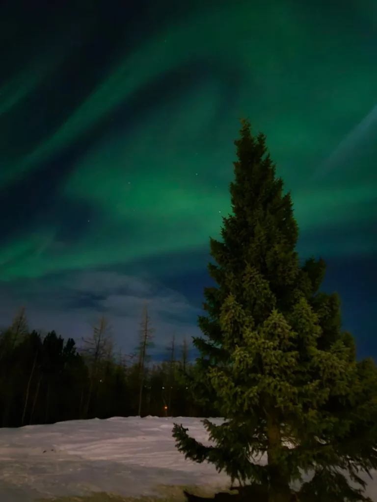 Green northern lights over a snowy field and an evergreen tree in Iceland.
