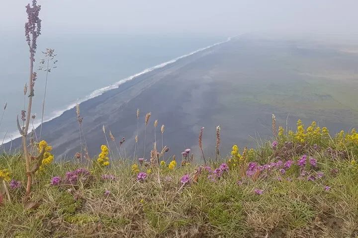 Wildflowers bloom on a grassy cliff overlooking a long black-sand shoreline and misty ocean below